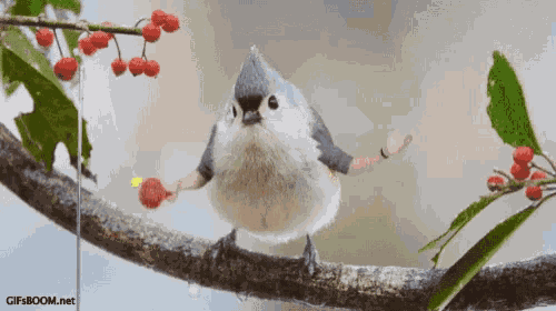 Titmouse Pingpong Bird GIF