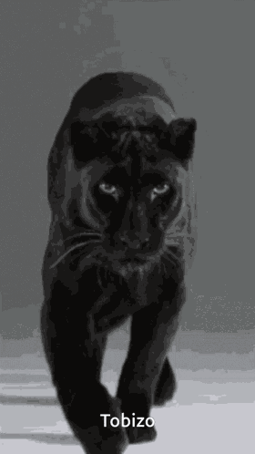 Tobi Zo GIF