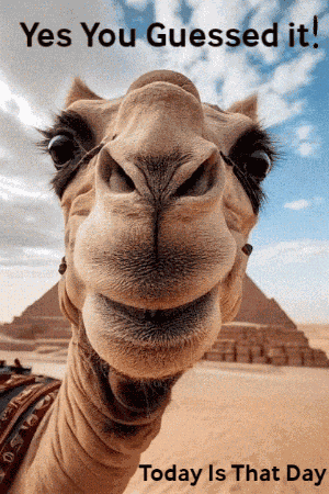 Today Is That Day Happy Wednesday GIF