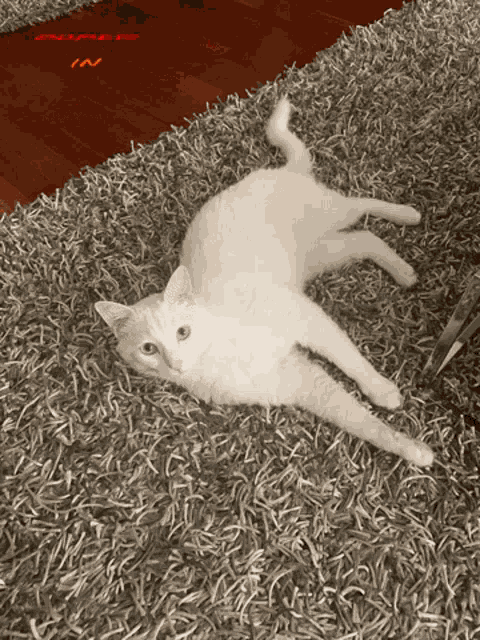 Tokyo The Cat Cat GIF