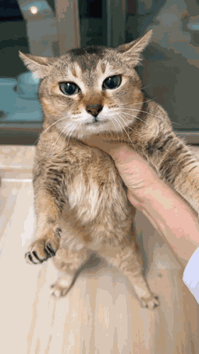 Tole Tole Cat GIF