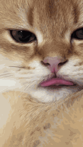 Tongue Out Cat Cat Tongue GIF