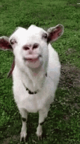 Tongue Out Goat GIF
