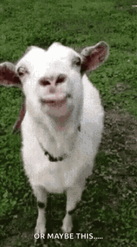 Tongue Out Goat GIF