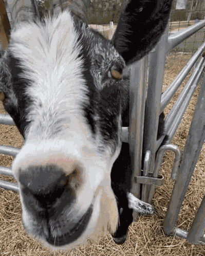 Tongue Tongue Out GIF