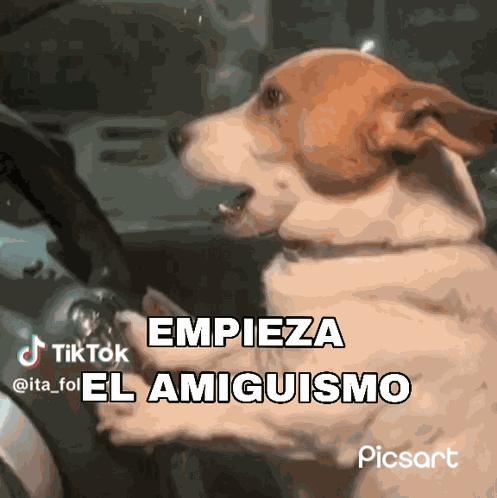 Tontyctus GIF