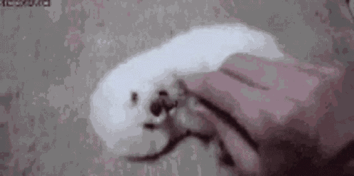 Too Cute GIF