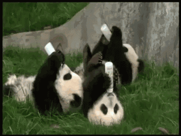 Too Cute GIF