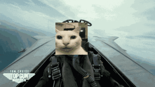 Top Gun Maverick Cat GIF