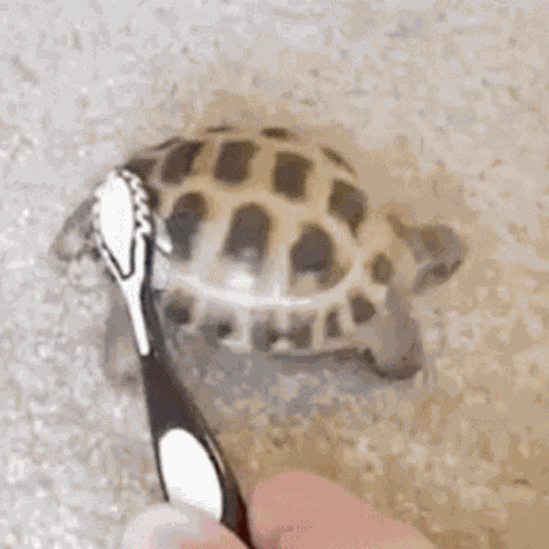 Tortoise Dance GIF