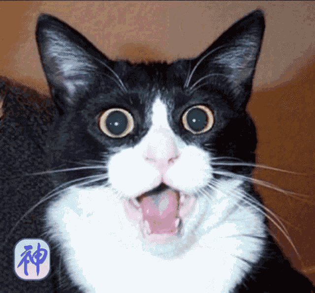 Torum Animusians GIF