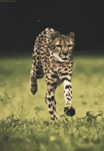 Tosis Hunt GIF
