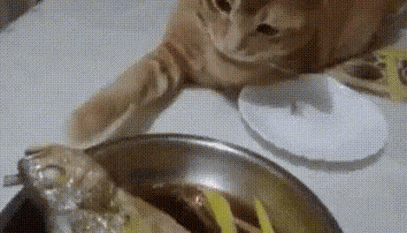 Toucha Fish GIF