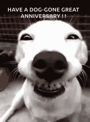 Traffic Dog GIF