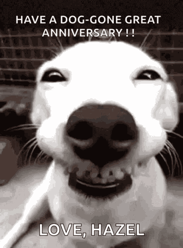 Traffic Dog GIF