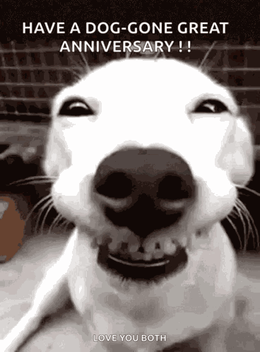 Traffic Dog GIF