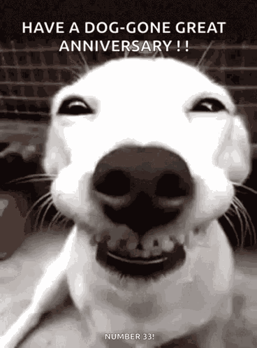 Traffic Dog GIF