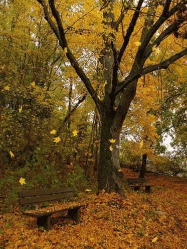Tree Foliage GIF