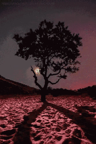 Tree GIF