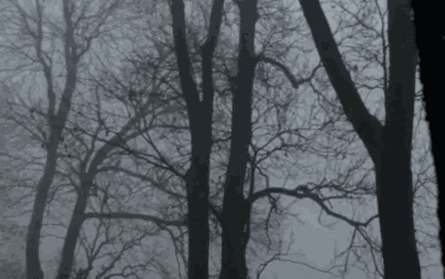 Tree Winter GIF