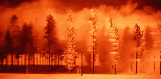 Trees Blasted By Bomb GIF