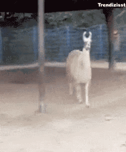 Trendizisst Drama Llama GIF