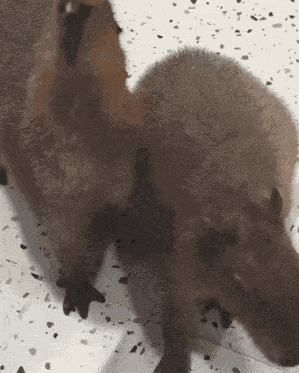 Treyreloaded Capybara GIF