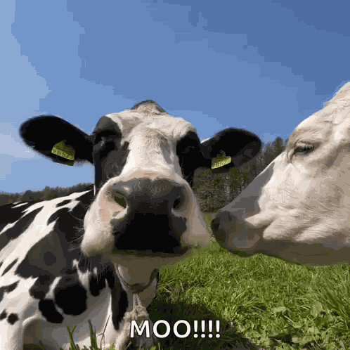 Treyreloaded Cow GIF