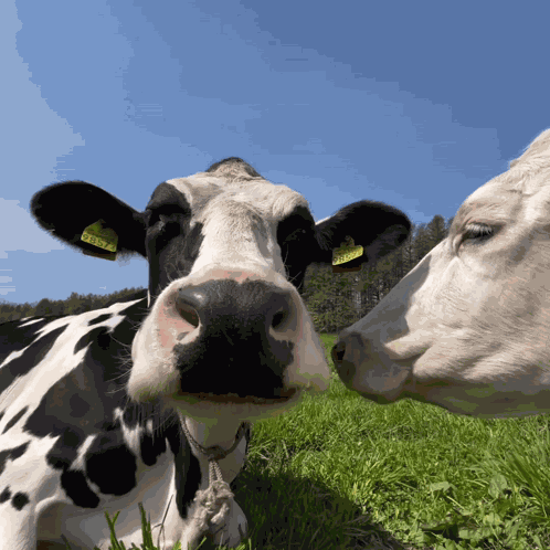 Treyreloaded Cow GIF