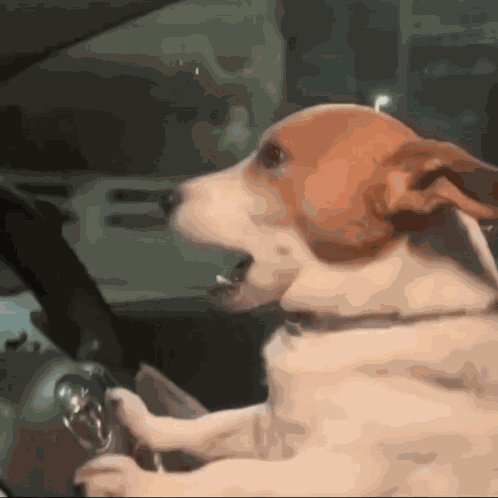 Treyreloaded Dog GIF