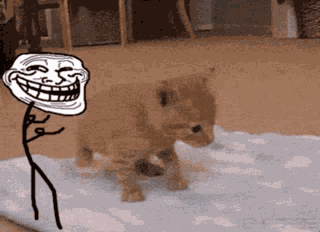 Troll Kitty GIF