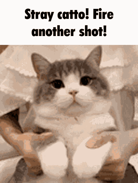 Tudou Jojos Bizarre Adventure GIF