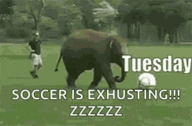 Tuesday Funny GIF