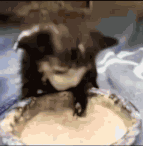 Tuff Baby Cat GIF