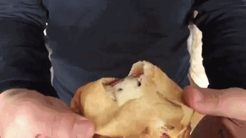 Tulio Recomienda GIF