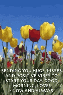 Tulips Flowers GIF