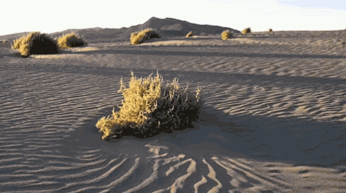 Tumbleweed Barren GIF