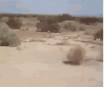 Tumbleweed Bola GIF