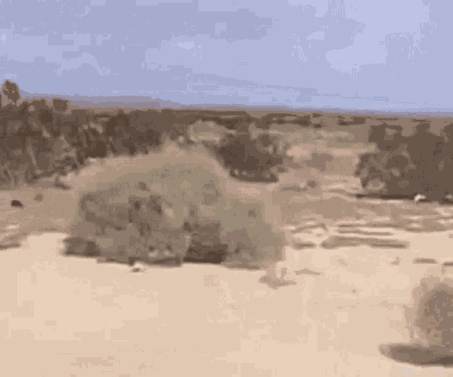 Tumbleweed Desert GIF