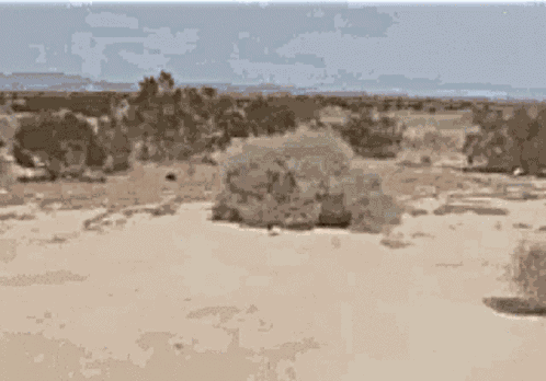 Tumbleweeds Desert GIF