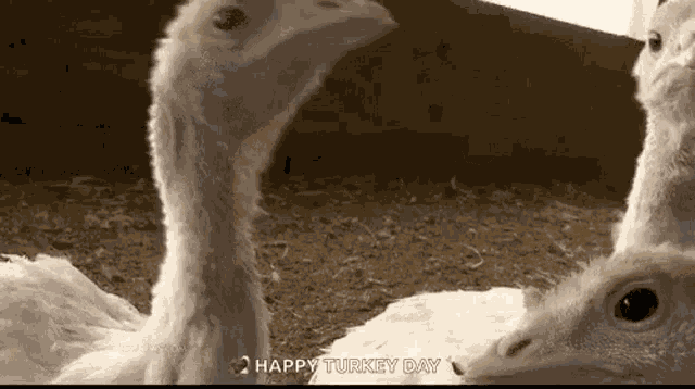 Turkey Curious GIF