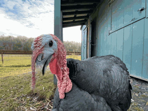 Turkey Gobble GIF