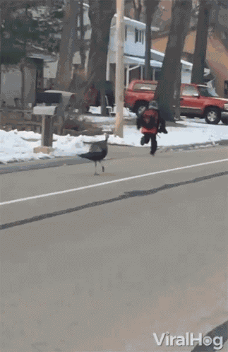 Turkey Running After Turkey Chasing Kid GIF