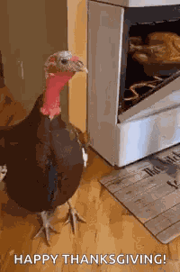 Turkey Thanksgiving GIF