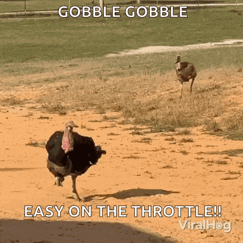 Turkeys Run Viralhog GIF