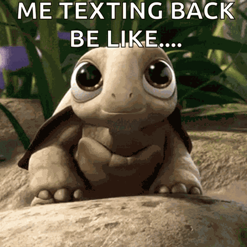 Turtle Cute GIF