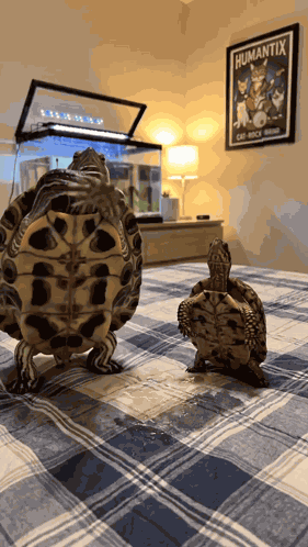 Turtle Dance Gang GIF