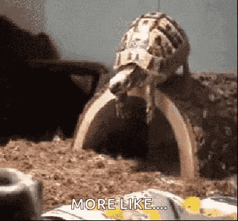 Turtle Fall GIF