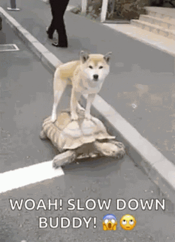 Turtle Friends GIF