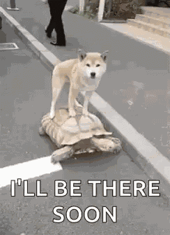 Turtle Friends GIF